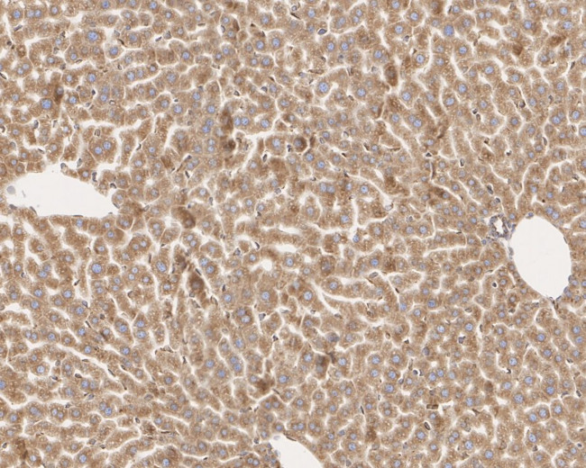 TMED9 Antibody in Immunohistochemistry (Paraffin) (IHC (P))