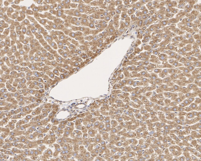 TMED9 Antibody in Immunohistochemistry (Paraffin) (IHC (P))