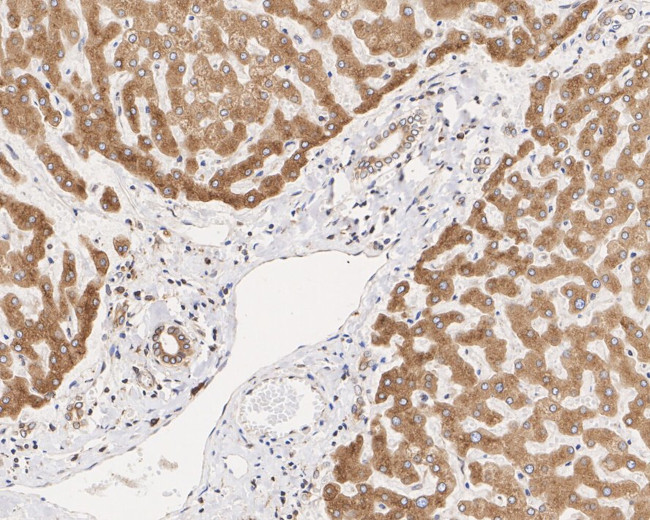 TMED9 Antibody in Immunohistochemistry (Paraffin) (IHC (P))