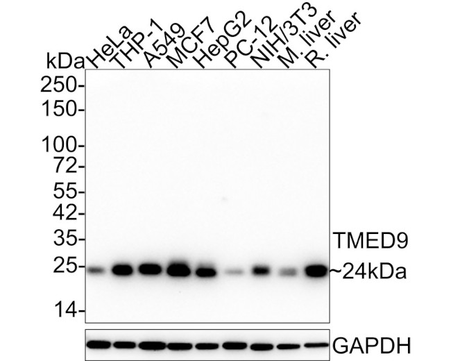 TMED9 Antibody in Western Blot (WB)