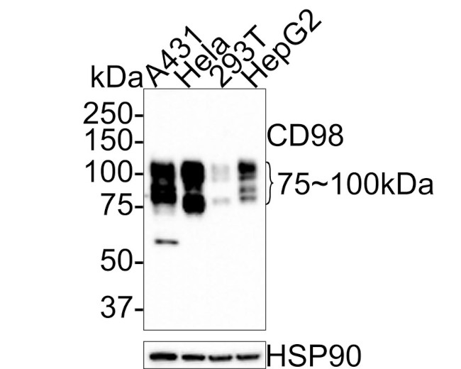 CD98 Antibody in Western Blot (WB)