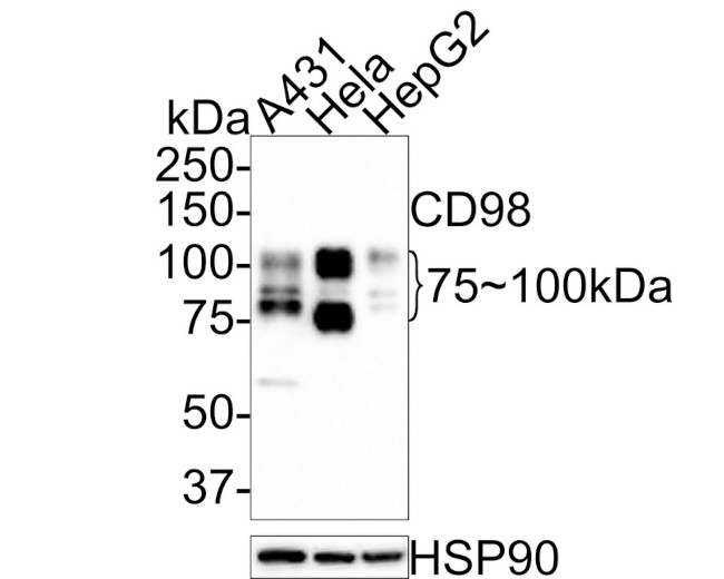 CD98 Antibody in Western Blot (WB)