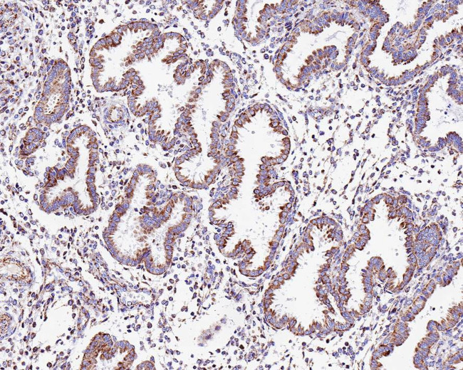 CUX1/Protein CASP Antibody in Immunohistochemistry (Paraffin) (IHC (P))