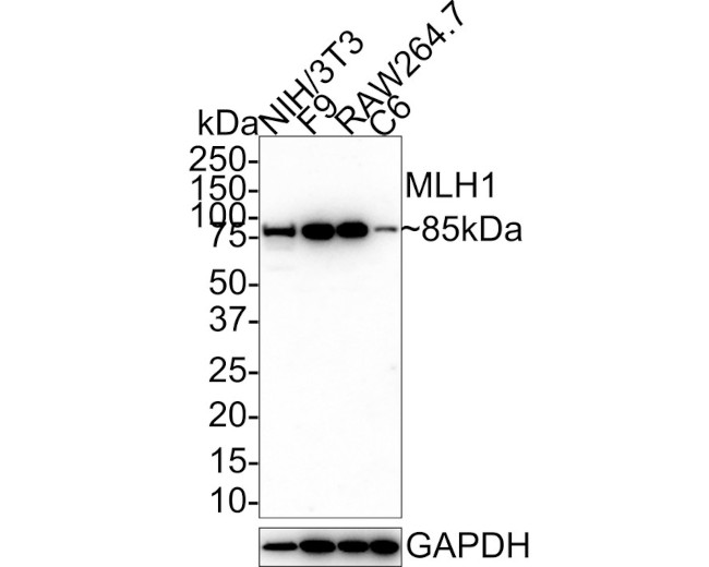 MLH1 Antibody in Western Blot (WB)