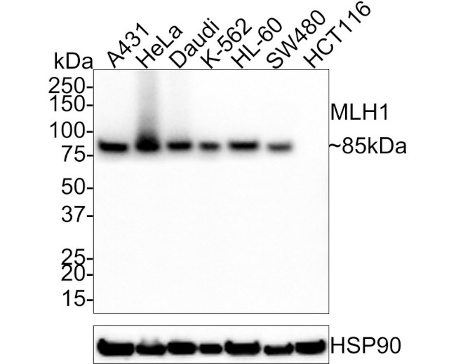 MLH1 Antibody in Western Blot (WB)