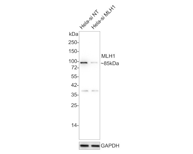 MLH1 Antibody in Western Blot (WB)