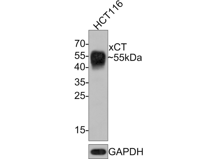 SLC7A11 Antibody in Western Blot (WB)