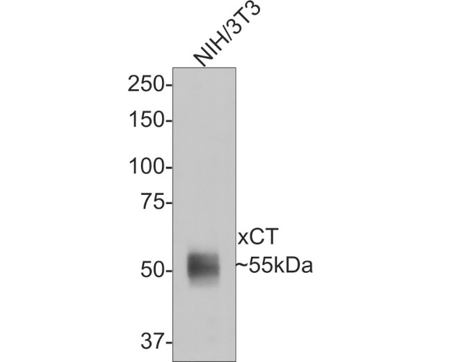 SLC7A11 Antibody in Western Blot (WB)