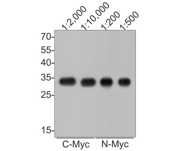 Myc Tag Antibody in Western Blot (WB)