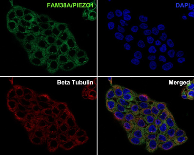 PIEZO1 Antibody in Immunocytochemistry (ICC/IF)