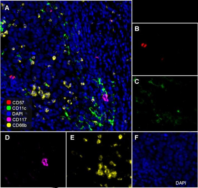 CD57 Antibody in Immunohistochemistry (PFA fixed) (IHC (PFA))