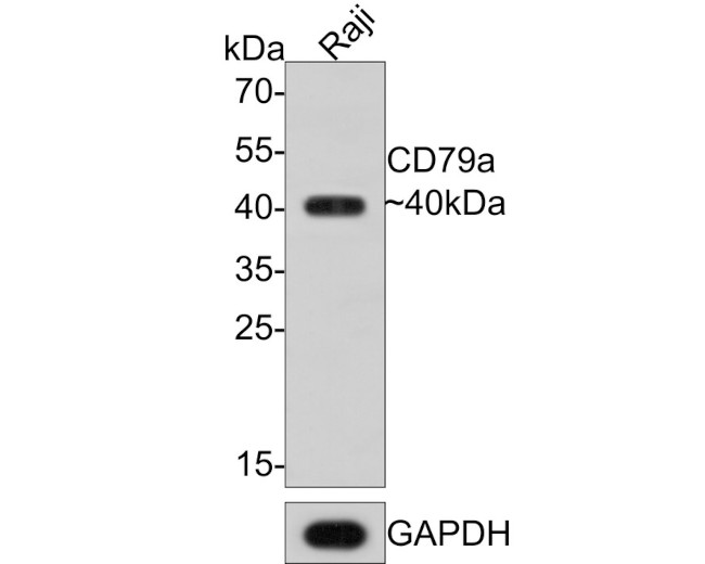 CD79a Antibody in Western Blot (WB)