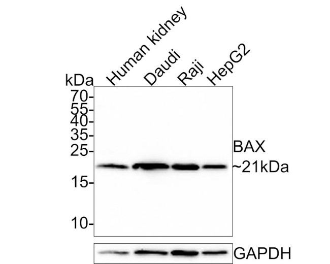 Bax Antibody in Western Blot (WB)