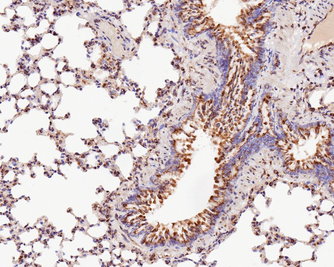 TMED9 Antibody in Immunohistochemistry (Paraffin) (IHC (P))