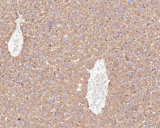 TMED9 Antibody in Immunohistochemistry (Paraffin) (IHC (P))