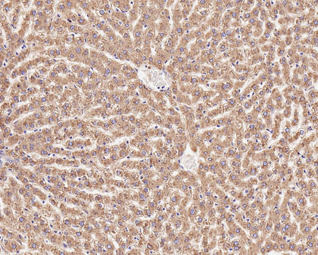 TMED9 Antibody in Immunohistochemistry (Paraffin) (IHC (P))