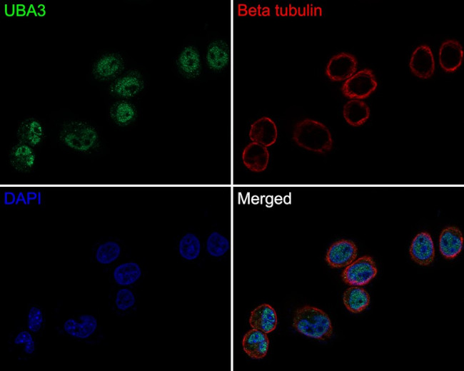 UBA3 Antibody in Immunocytochemistry (ICC/IF)