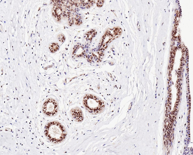 UBA3 Antibody in Immunohistochemistry (Paraffin) (IHC (P))