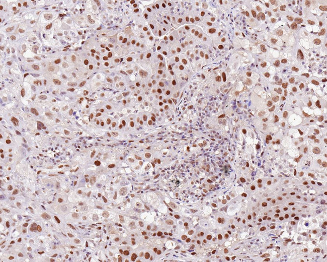 UBA3 Antibody in Immunohistochemistry (Paraffin) (IHC (P))