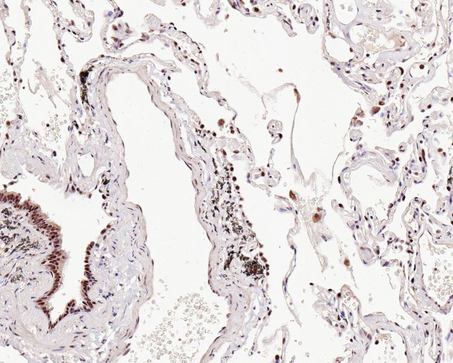 UBA3 Antibody in Immunohistochemistry (Paraffin) (IHC (P))