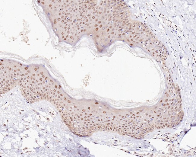 UBA3 Antibody in Immunohistochemistry (Paraffin) (IHC (P))