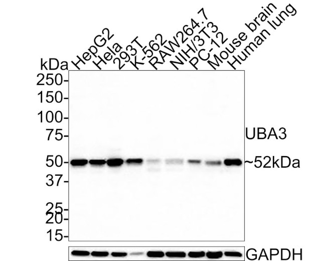 UBA3 Antibody in Western Blot (WB)