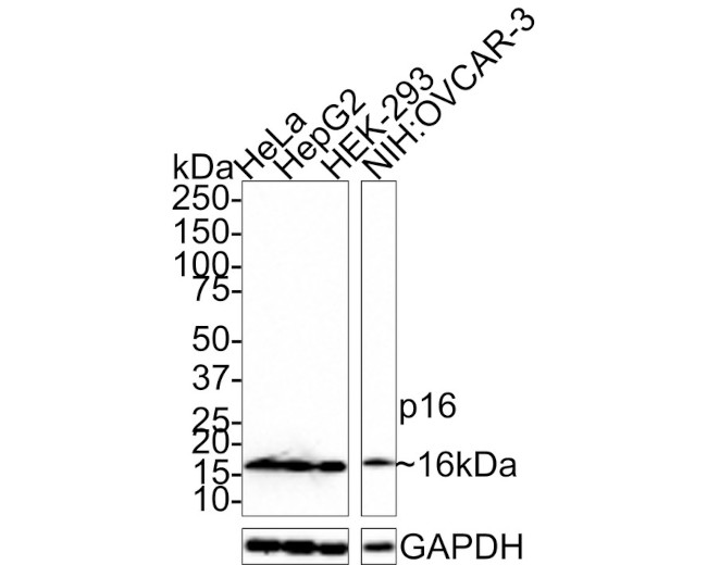 p16INK4a Antibody in Western Blot (WB)