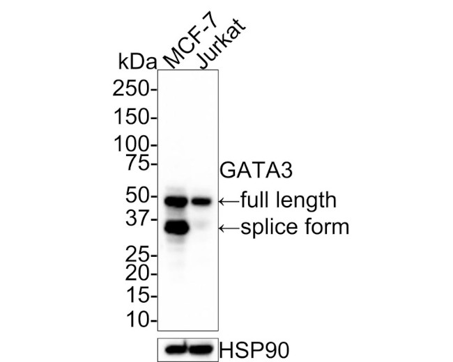 GATA3 Antibody in Western Blot (WB)