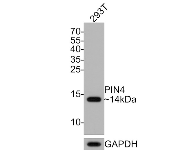 PIN4 Antibody in Western Blot (WB)