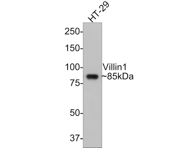 Villin Antibody in Western Blot (WB)