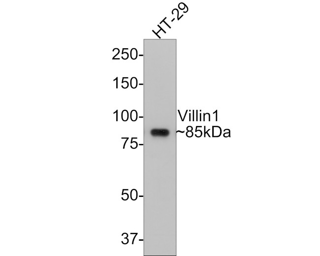 Villin Antibody in Western Blot (WB)