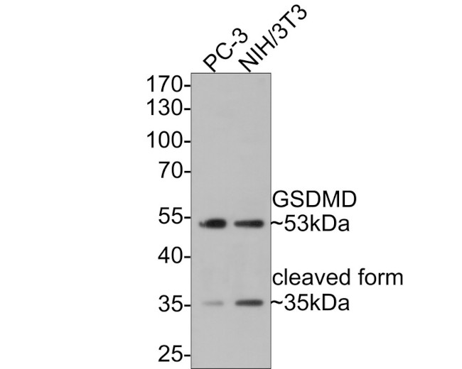 GSDMD Antibody in Western Blot (WB)