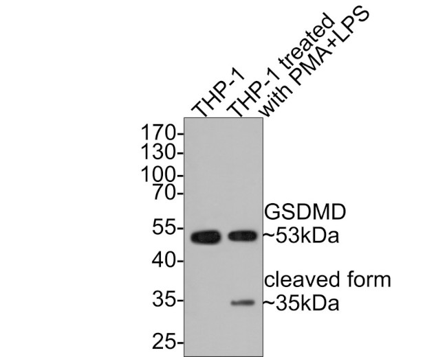 GSDMD Antibody in Western Blot (WB)