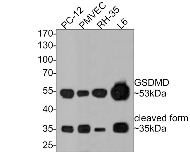 GSDMD Antibody in Western Blot (WB)