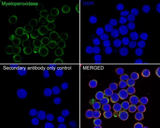 Myeloperoxidase Antibody in Immunocytochemistry (ICC/IF)