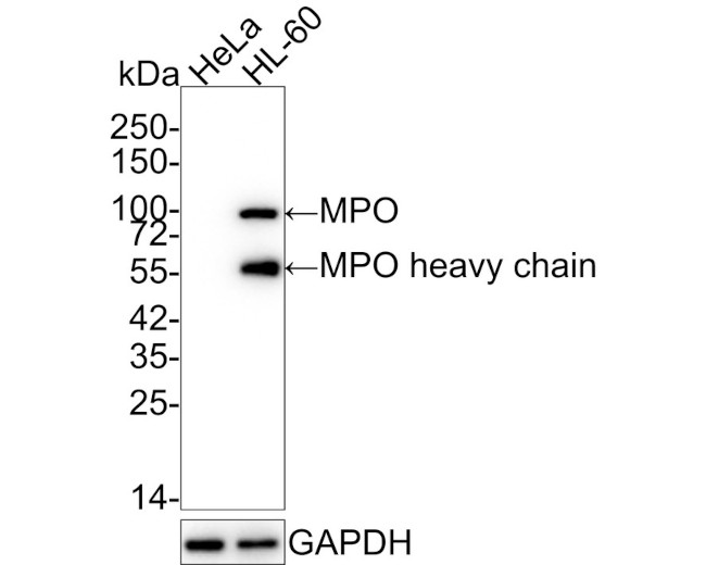 Myeloperoxidase Antibody in Western Blot (WB)