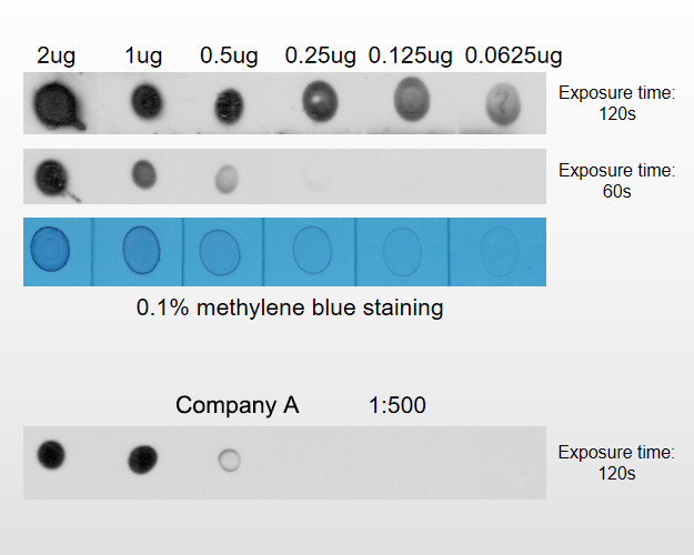 N6-Methyladenosine (m6A) Antibody in Dot Blot (DB)