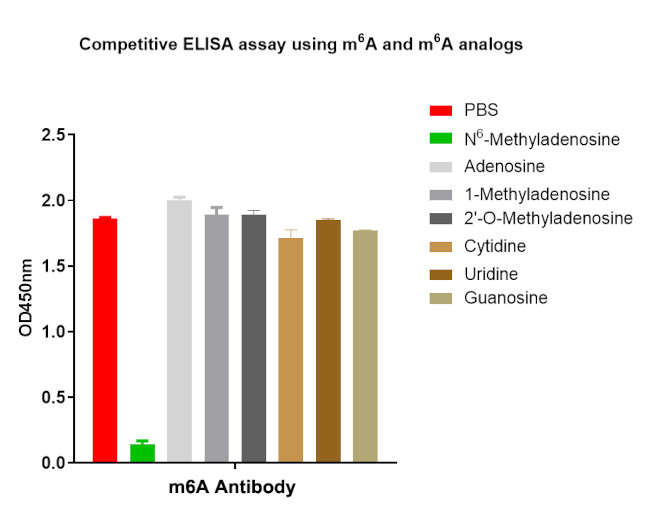 N6-Methyladenosine (m6A) Antibody in ELISA (ELISA)