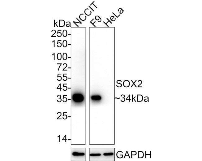 SOX2 Antibody in Immunohistochemistry (Paraffin) (IHC (P))