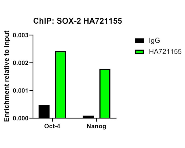 SOX2 Antibody in Immunohistochemistry (Paraffin) (IHC (P))