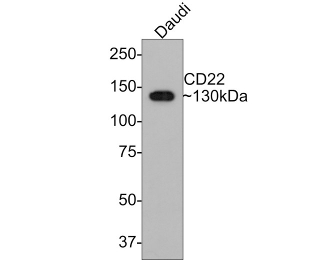 CD22 Antibody in Western Blot (WB)