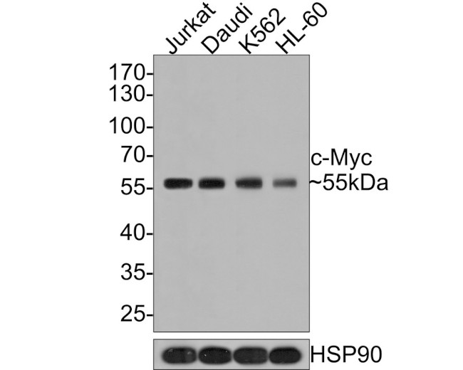 c-Myc Antibody in Western Blot (WB)