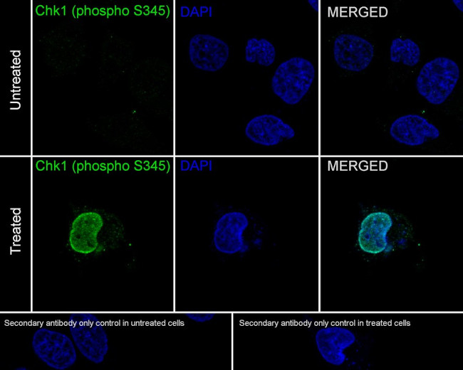 Phospho-CHK1 (Ser345) Antibody in Immunocytochemistry (ICC/IF)