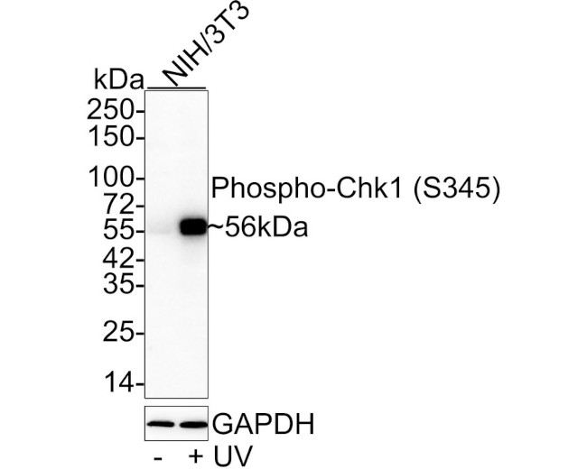 Phospho-CHK1 (Ser345) Antibody in Western Blot (WB)