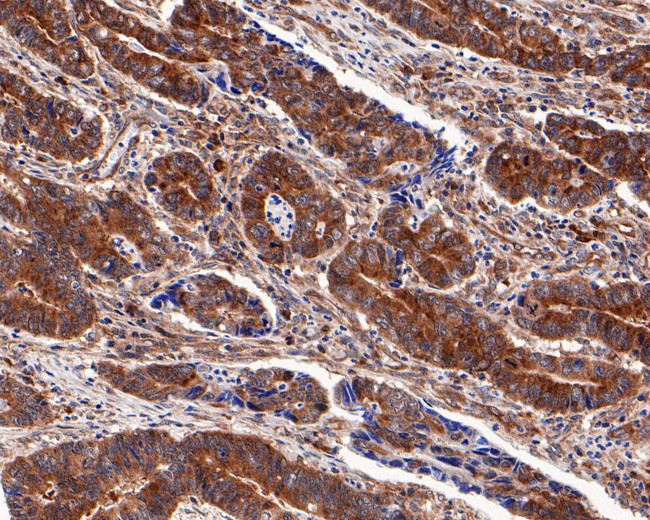 eIF4E Antibody in Immunohistochemistry (Paraffin) (IHC (P))