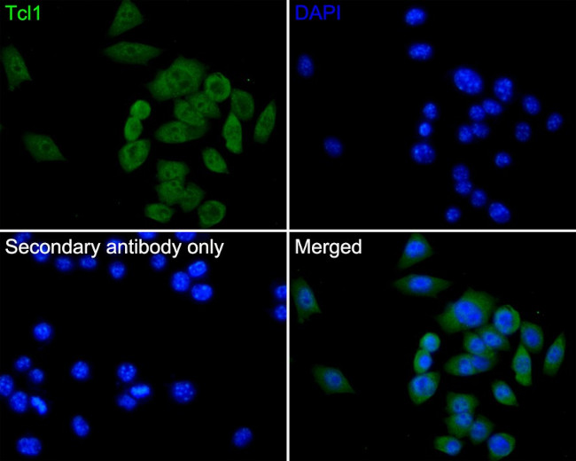 TCL1A Antibody in Immunocytochemistry (ICC/IF)