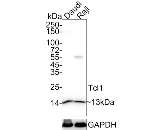 TCL1A Antibody in Western Blot (WB)