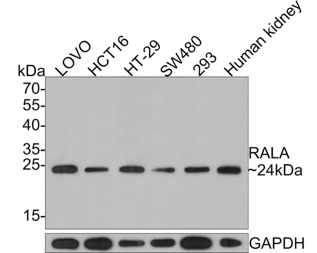 RALA Antibody in Western Blot (WB)