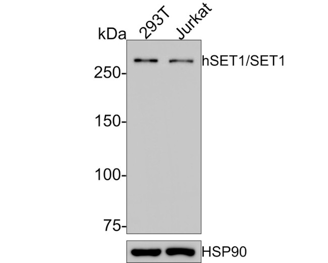 SETD1A Antibody in Western Blot (WB)