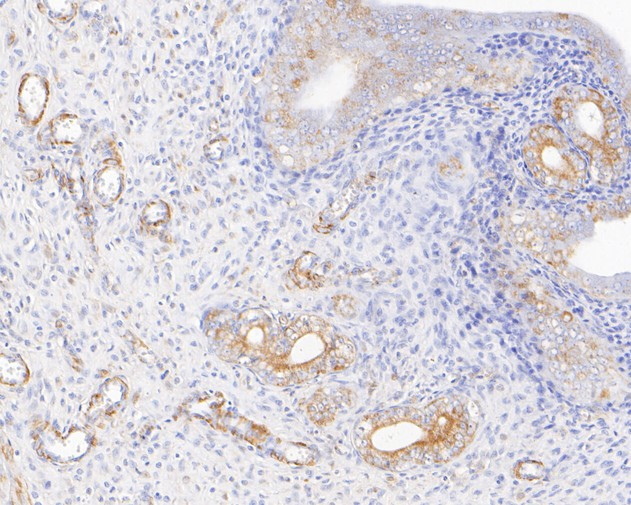 Kir2.1 (KCNJ2) Antibody in Immunohistochemistry (Paraffin) (IHC (P))